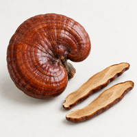 Reishi Mushroom